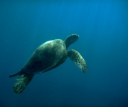 Udersea-turtle-wiakiki